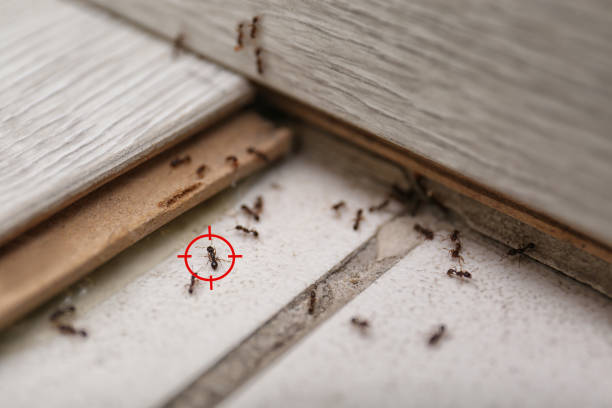 Best Pest Control Near Me  in Aurora, IN