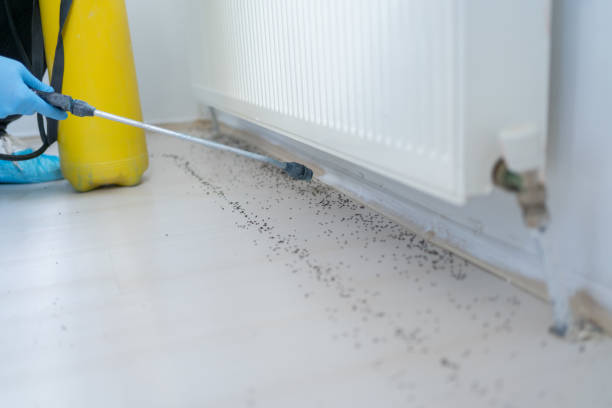 Best Wasp Removal Services  in Aurora, IN